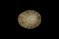 藏品(射線青螺)的圖片